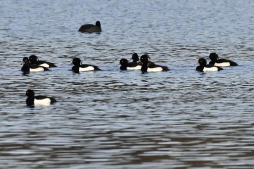 Fuligules morillons