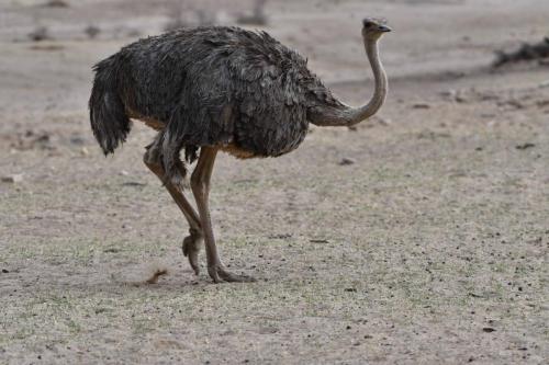 Autruche