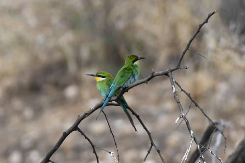 Guêpiers à queue d'aronde
