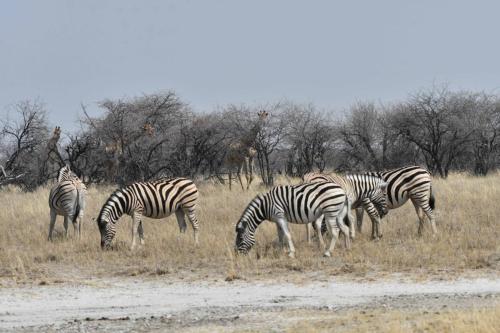 Zèbres de Burchell, girafes