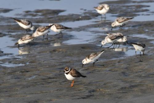 Bécasseaux sanderlings et grand gravelot