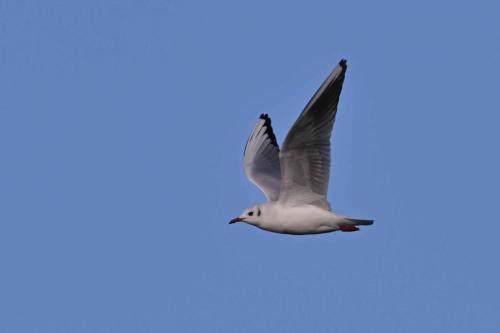 Mouette rieuse