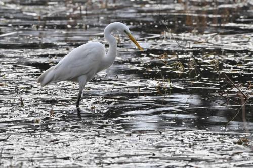 Grande aigrette