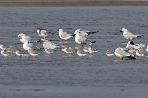 Chevaliers tachetés et sternes caspiennes et deux Goélands railleurs à l'arrière-plan à gauche
