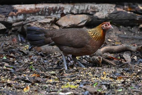 Poule et poussin bankiva