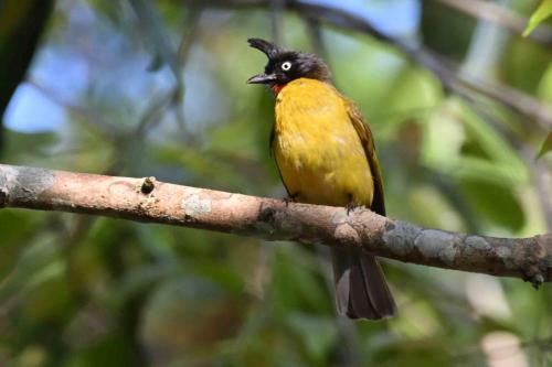 Bulbul à huppe noire