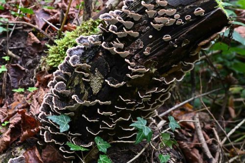 Polypore versicolore ?