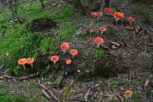 Amanites tue-mouches