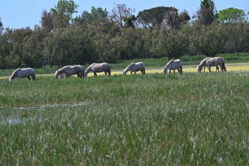 Chevaux camargues