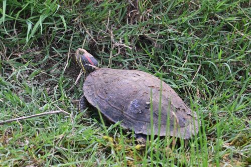 Tortue de Floride