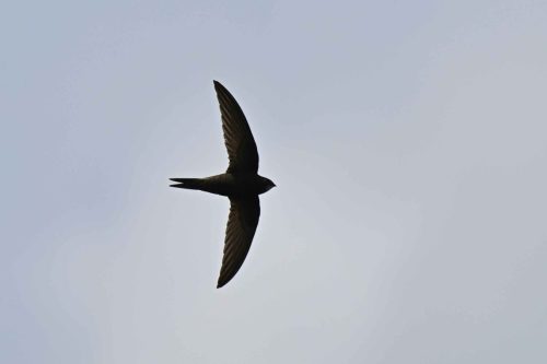 Martinet noir