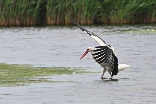 Cigogne blanche