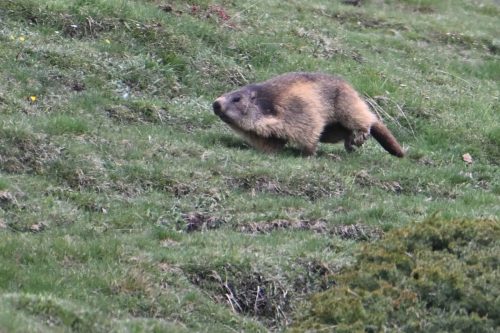 Marmotte