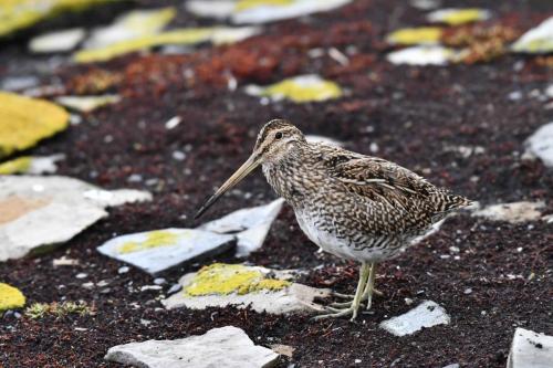 Bécassine de Magellan