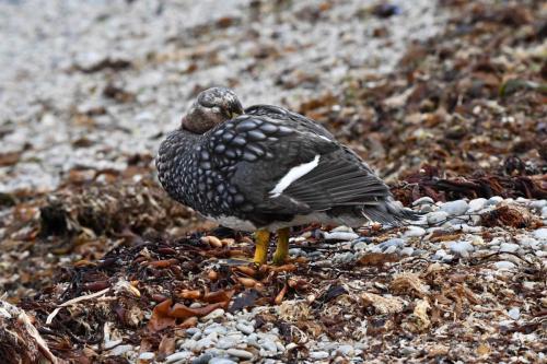 Brassemer des Malouines