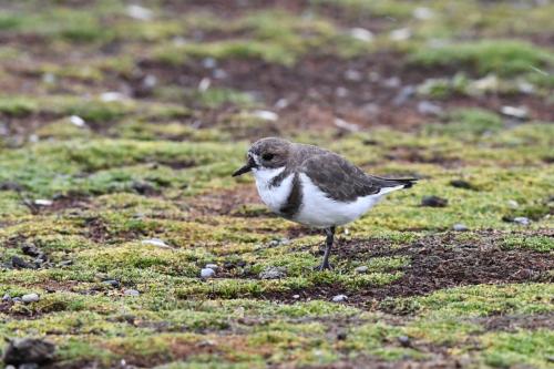 Gravelot des Falkland