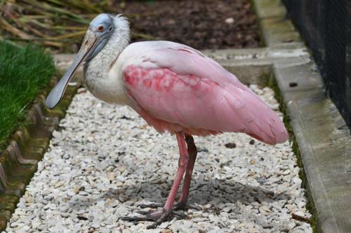 Spatule rosée - Clères