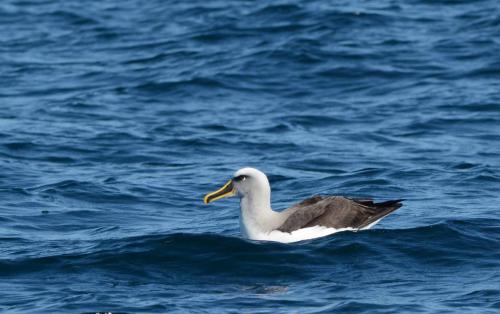 Albatros de Buller