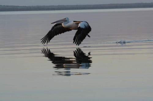 Pélican à lunettes