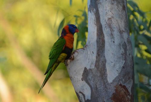 Loriquet à col rouge