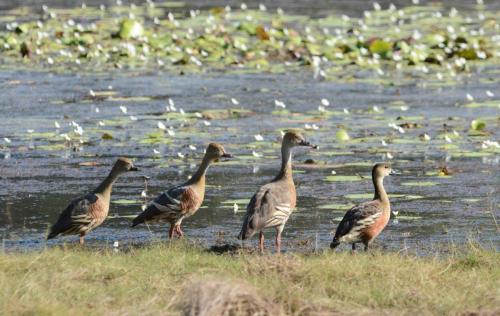 Dendrocygne d'Eyton et Dendrocygne à lunules (à droite)