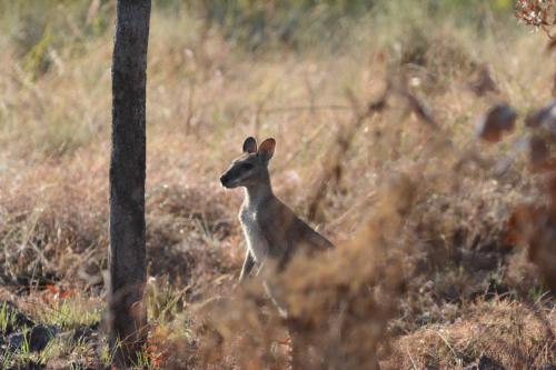 Wallaby agile