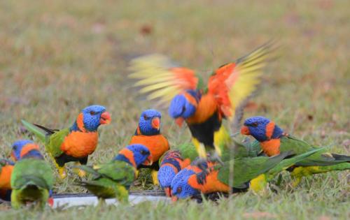 Loriquets à col rouge