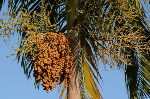 Fruits de palmiers