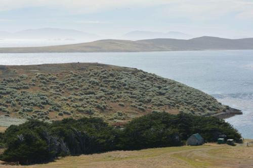 Tussock (végétation originelle des iles subantarctiques)