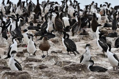 Cormorans impériaux