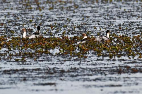Grèbes aux belles joues
