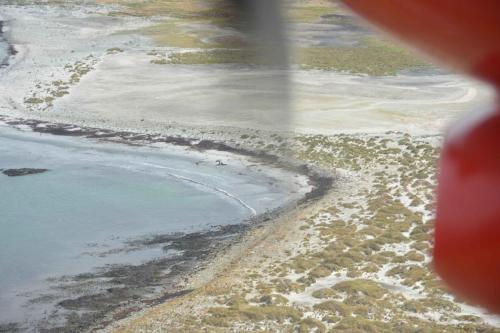 Sur la plage, des éléphants de mer