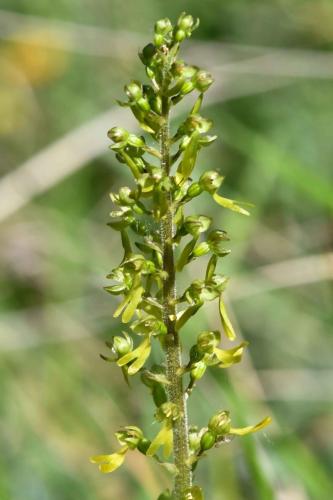 Listère à feuilles ovales