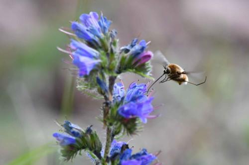 Grand Bombyle (Bombylius major)