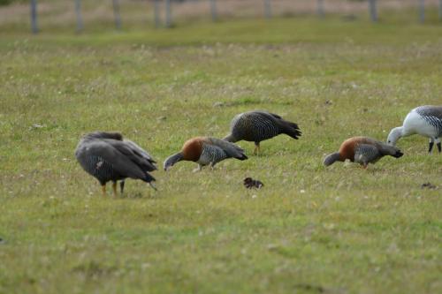 Ouette à tête grise 