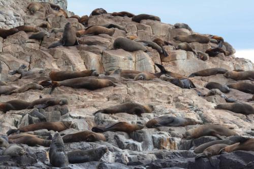 Otaries à fourrure d'Australie
