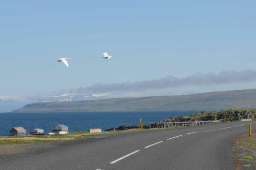 Cygnes chanteurs en vol