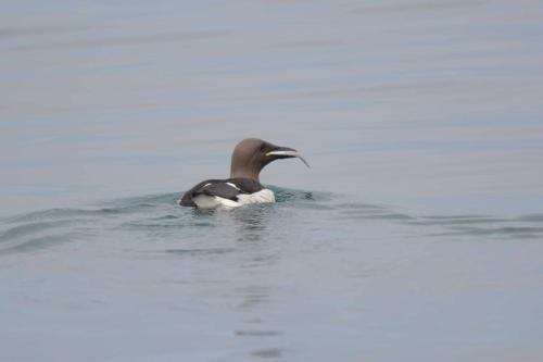 Guillemot de troïl