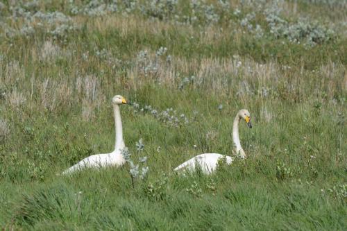 Cygnes chanteurs