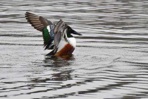 Canard souchet (male)
