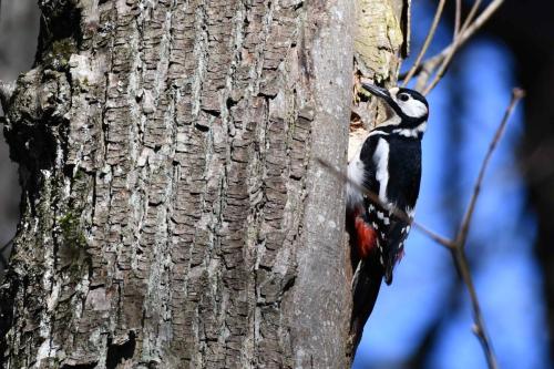 Pic épeiche (mâle)