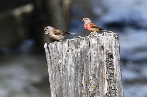 Linottes mélodieuses