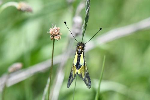 Ascalaphe souffré (Libelloides coccajus)