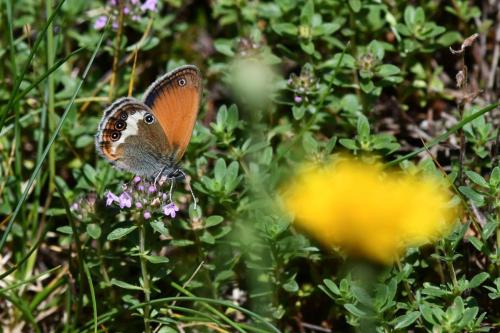 Céphale (Coenonympha arcania)