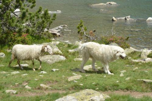 Chien Patou et brebis Lourdaise