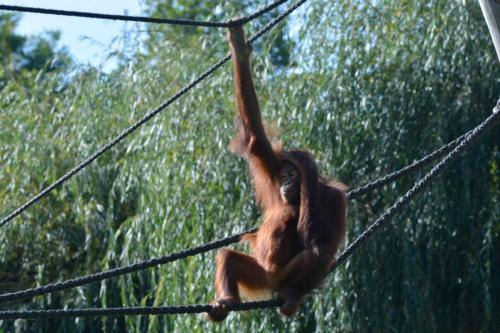 Orang-outan de Bornéo