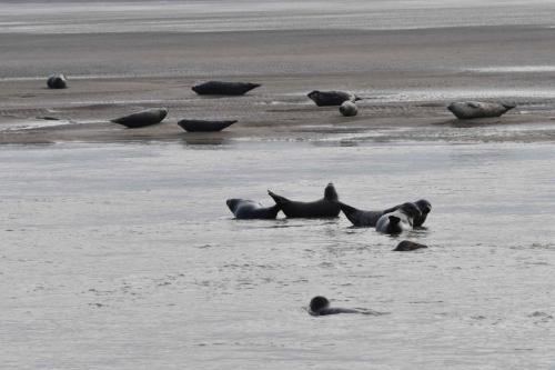 Phoques gris dans l'eau et phoques veau marin hors de l'eau