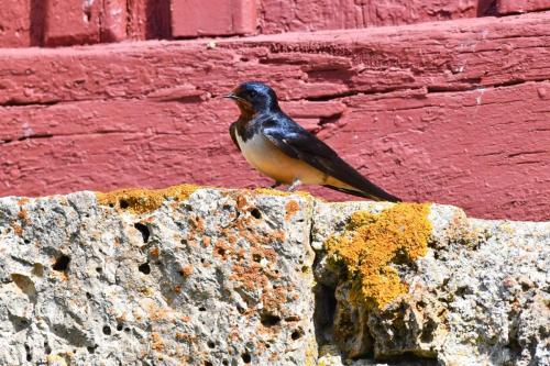 Hirondelle rustique
