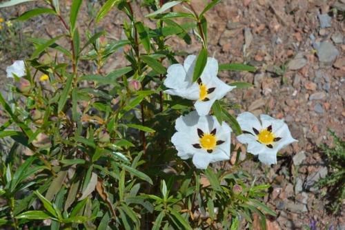 Cistes (Cistus ladanifer)