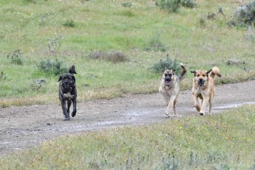 Chiens de berger (plus impressionnants que méchants)